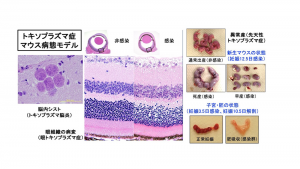 トキソプラズマ症マウス病態モデル