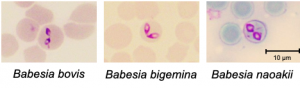 ウシ赤血球内に寄生している高病原性ウシバベシア原虫３種の染色血液塗抹標本像