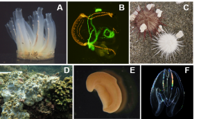 A：ホヤ、B:トランスジェニックホヤ、C：遺伝子破壊ウニ、D：サンゴ、E：珍渦虫、 F：クシクラゲ