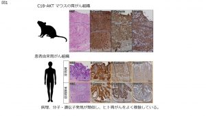 図1. マウス胃上皮選択的に変異を導入するCldn18-IRES-CreERT2ドライバーを開発した。 ヒト胃がんで報告されている<em>WNT</em>と<em>KRAS</em>、<em>TP53</em>遺伝子の変異を組み合わせることで、ヒト転移性胃がんを再現する新規マウスモデル（C18-AKT）の樹立に成功した。ヒトの進行性胃がんを正確に再現することから、胃がん研究のための良いモデルとなり得る。