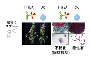 左図：ササゲにTFMSAと水をスプレー。<br>右図：TFMSAをスプレーし稔性を失った（除雄した）花粉と稔性のある花粉。