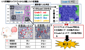 図１：ヒト肝細胞キメラマウスの品質管理のための深層学習を用いたグレード分類
