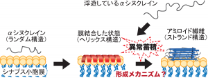（図１）アミロイド線維が神経細胞のシナプス小胞膜表面で異常に蓄積し、パーキンソン病を誘発する。