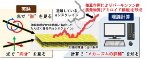 （図２）放射光を用いた真空紫外円二色性分光測定および直線二色性分光測定と理論計算を組み合わせて、生理的環境に近い条件でシナプス模倣膜と結合したαシヌクレインの構造を解明する。