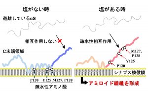 （図３）溶液中の塩の有無により、シナプス模倣膜に結合したαシヌクレイン（αS）の構造が変化する。