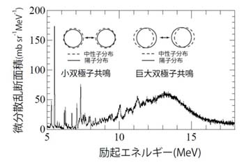 図2　鉛208の原子核にエネルギー300MeVの陽子ビームを当てたときの応答の様子。横軸が、陽子が与えたエネルギーで、縦軸が原子核の反応の大きさ。与えたエネルギーの大きいところで「巨大双極子共鳴」、低いところで「ピグミー双極子共鳴」がそれぞれ起きている。（民井准教授提供）