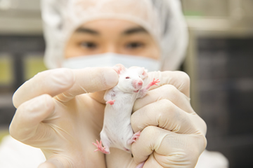 遺伝子改変したマウスは、徹底した個体管理が求められる。マウスの耳に穴を開け、その数で個体を管理する。