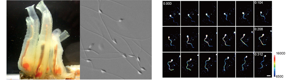 研究材料であるホヤ（カタユウレイボヤ）とその精子（左）。ホヤの精子が「走化性」を示す際、細胞内のカルシウムが瞬間的に高くなることをライブ映像で捉えることができる。（右）（画像はいずれもセンター提供）