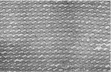 クシクラゲの巨大繊毛の電子顕微鏡写真。何万本もの繊毛を束ねて、一つの巨大な櫛板になっている。（画像はセンター提供）