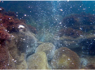 式根島で発見された「CO<sub>2</sub>シープ」。伊豆諸島ではごく頻繁に見られるサンゴが、ここでは見られない。（画像はセンター提供）