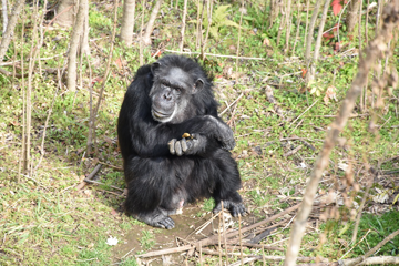 オスのチンパンジー（ブラック・46歳）（年齢は取材時）。チンパンジーのオスは、一般的にメスより体が大きく攻撃的である。
