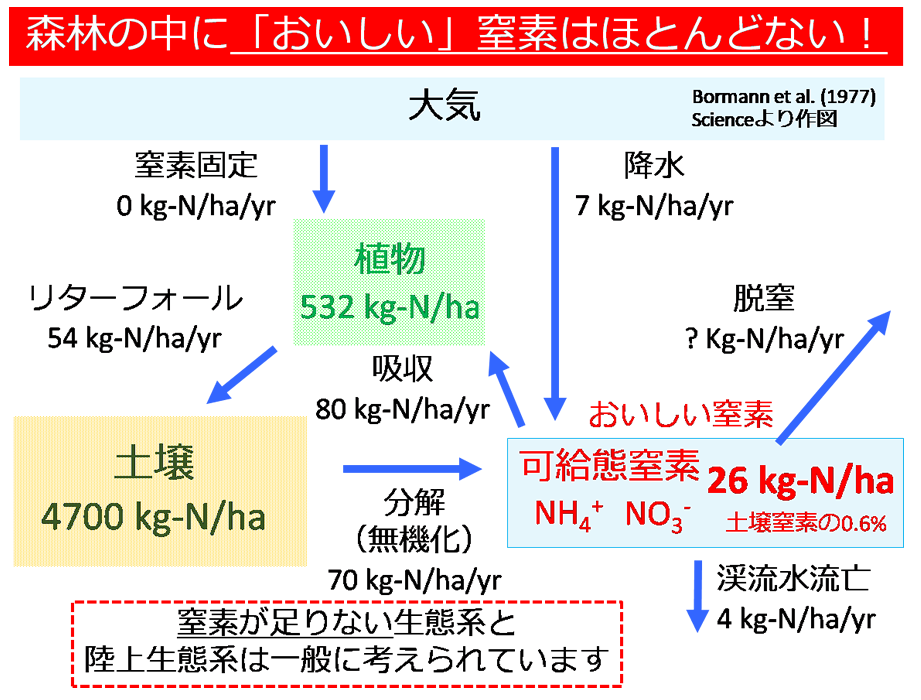 図1：森林土壌中には1ヘクタールあたり4,700kgの窒素が存在しているが（ベージュの網掛け）、このうち植物や微生物が利用可能な「可給態窒素」は1ヘクタールあたりわずか26kgしか存在していない（水色の網掛け）。にもかかわらず植物が1ヘクタールあたり532kgもの窒素を保てている（緑色の網掛け）のは、土壌⇒可給態窒素⇒と窒素がたえず循環されているからである。