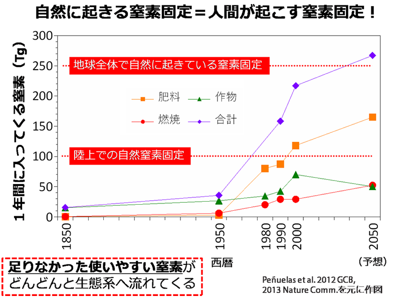図2：植物が使いやすい形で地球表面に供給される１年間の窒素量の変遷。1950年以前は、人為的に供給される窒素の総量（紫色の折れ線）は年間50テラグラム（1Tg＝100万ｔ）以下だったが、そのころを境に窒素肥料の生産量（オレンジ色の折れ線）が急増し、2000年ごろには「陸上での自然窒素固定」量（＝100Tg）を超えるまで増えた。人為的な窒素固定の総量（紫色の折れ線）も、2000年には「地球上で自然に起きている窒素固定」量（＝250Tg）に匹敵するほど増大している。今後も人工的な窒素固定量は増え続けると予想されている。
