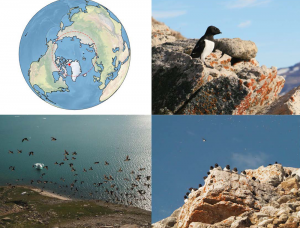 左上：グリーンランド・シオラパルク、左下：本研究の対象地、北極域のヒメウミスズメ繁殖地の様子。毎年夏になるとヒメウミスズメの大群が訪れる、右上下：ヒメウミスズメ