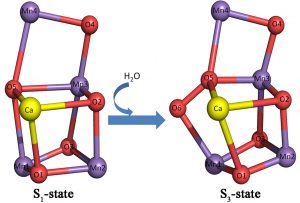 図2．Mn<sub>4</sub>CaO<sub>5</sub>クラスターの反応開始前の構造(S<sub>1</sub>状態)と2閃光照射によって作り出されたS<sub>3</sub>状態の構造。
