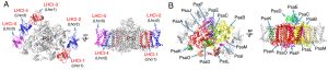 図１．紅藻C. caldarium由来PSI-LHCIの構造。A, LHC１を標識したもの；B, PSIコアサブユニットを標識したもの。