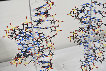 研究室にあったDNAの分子模型