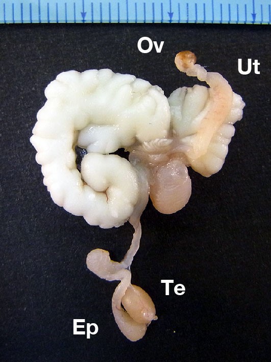 Jmjd1aノックアウトマウスから生まれてきた、オスの特徴である精巣（Te）と精巣上体（Ep）、メスの特徴である卵巣(Ov)と子宮（Ut）の両方を持つマウスの生殖器。