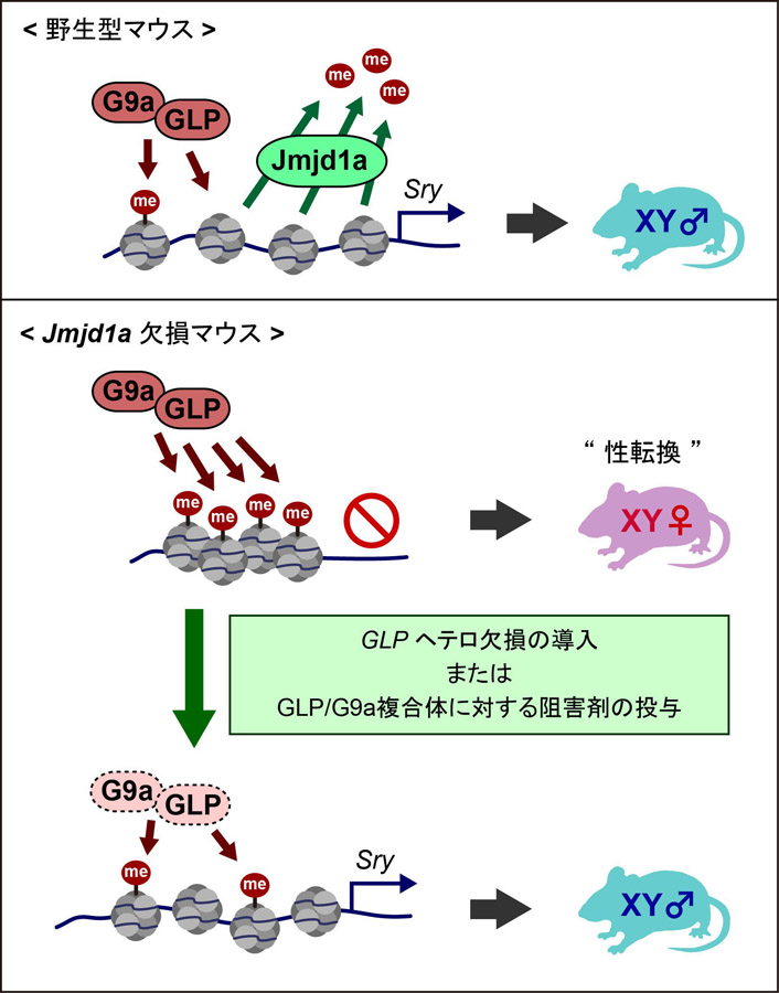 通常のマウス（野生型マウス：上）とJmjd1aをノックアウトしたマウス（欠損マウス：下）での、G9a/GLP複合体とJmjd1a、性決定遺伝子<em>Sry</em>の関係。グレーの部分は染色体中のヒストンを、「me」とあるのはメチル基を示す。通常のマウスでは、G9a/GLP複合体がヒストンをメチル化し、Jmjd1aが脱メチル化して<em>Sry</em>が働き始めるが、ノックアウトマウスではJmjd1aがないため<em>Sry</em>が働き始めない。ただ、G9a/GLP複合体の働きを弱めると、ヒストンのメチル化がそれほど起こらず、Jmjd1aがなくとも<em>Sry</em>が働き始める。