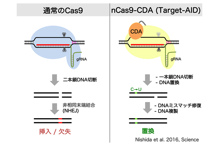 ゲノム編集技術の違い。左が「CRISPR/Cas9（クリスパー・キャスナイン）」、右が「Target-AID」。