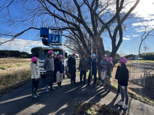 浪江町の桜調査、技術指導、剪定等の管理作業の様子