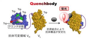 Q-bodyの作動メカニズム。抗原がない状態ではトリプトファン（Trp）により消えていた（＝クエンチ状態）光が、抗原をキャッチしてV<sub>H</sub>とV<sub>L</sub>が結合すると抗体構造が安定化して発光する。
