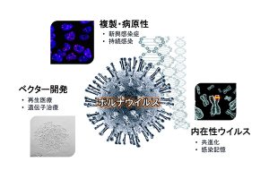 朝長研究室では、次の4つをテーマに研究に取り組んでいる。（1）RNAウイルスの中でもユニークな感染の仕組みを持つボルナウイルスの感染機構の解明、（2）人獣共通感染症の危険性がある新興ボルナウイルスの病原性の解明、（3）内在性RNAウイルスの網羅的検索と進化的意義の解析、（4）ボルナウイルスベクターの開発と応用。