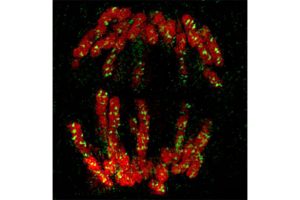 ボルナ病ウイルス感染細胞の分裂後期の超解像顕微鏡画像。免疫蛍光法により染色体を赤、ボルナ病ウイルスのヌクレオプロテインを緑に染色している。ヌクレオプロテインからなるウイルスRNPが、宿主の染色体にしがみつくように存在している様子がわかる。