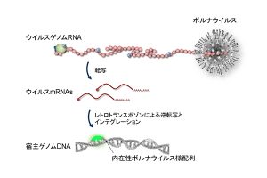 ボルナウイルスの内在化機構。ウイルスmRNAは感染細胞内のレトロトランスポゾンの酵素により逆転写され、宿主ゲノムにインテグレーションされる。