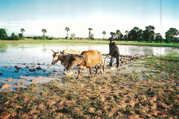 調査時のカンボジア地域社会では、手押しのトラクターなどの農機具も普及しておらず、農作業は畜力に頼って行われていた。（撮影　小林知教授）