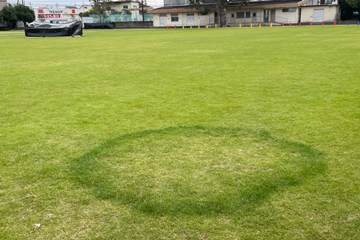 静岡市立岡小学校の芝生に現れたフェアリーリング。（静岡県立大学・菅研究室・稲井誠講師撮影）