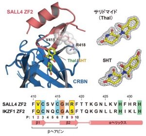 SALL4転写因子に対するサリドマイド代謝産物（5HT）の選択的な作用の鍵となる構造