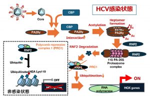 本研究成果の模式図mBio 2024 Nov 13, 15(11):e0169124から引用：HCVコアタンパク質がプロテアソーム活性化因子を活性化させ、リクルートしてきたポリコム抑制複合体１の主要因子であるRNF2の分解を亢進し、HistoneH2AのK119ユビキチン化を阻害し、サイレンシングされていた遺伝子群（Hox遺伝子群など）の活性化を促す。それら遺伝子発現は肝発がんなどに関与する。また、そのプロテアソーム活性化機序を抑止するとウイルス産生が阻害されることから、ウイルス粒子形成にも関与していると考えられる